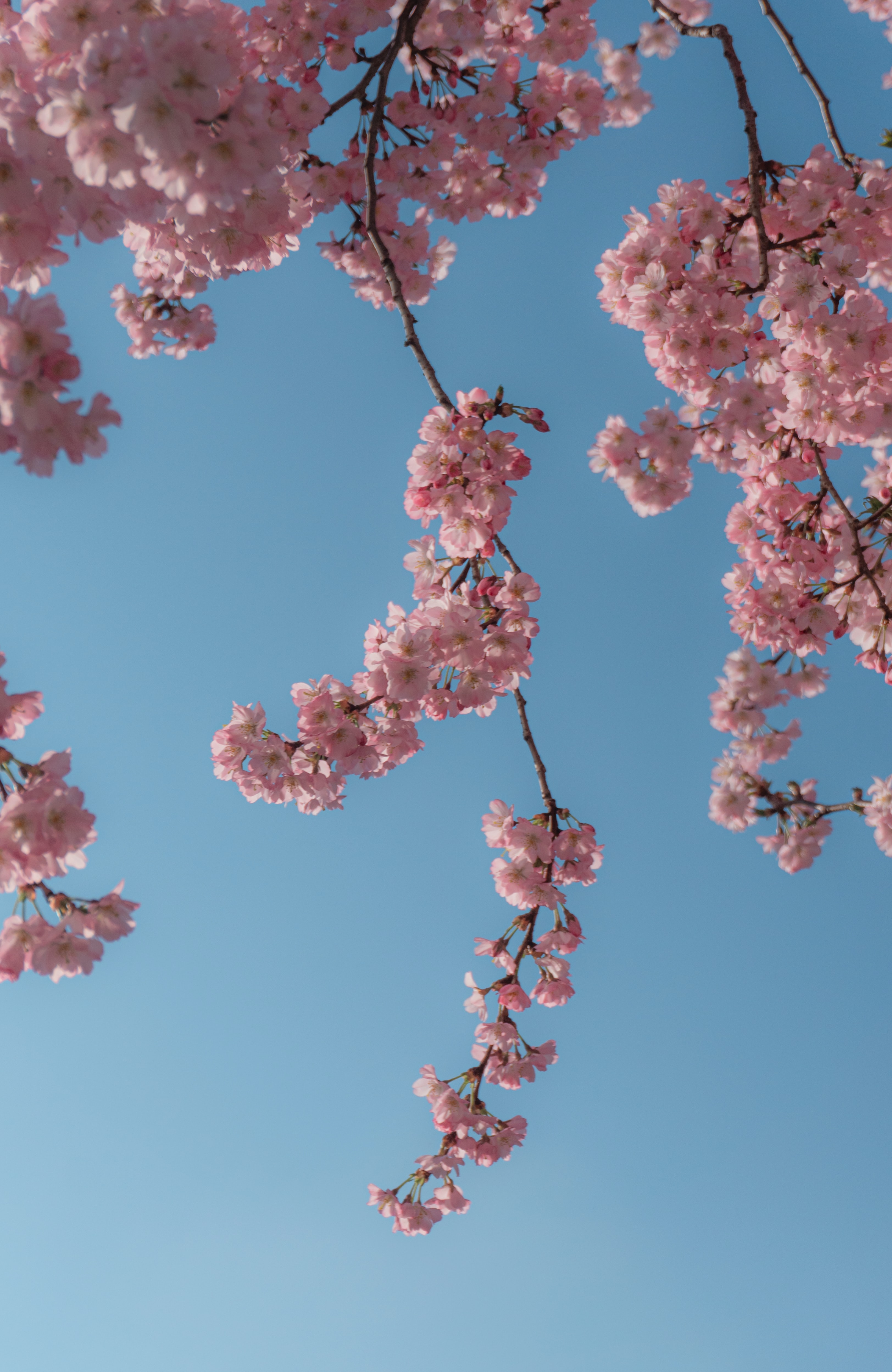 des fleurs de cerisiers roses vues de dessous avec un ciel bleu sans nuages en arrière-plan